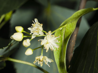 Obraz premium Small-leaved lime or littleleaf linden, Tilia cordata, flowers macro, selective focus, shallow DOF