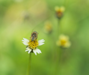 bee on grass flower