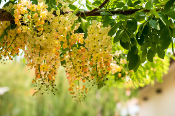 Javanese Cassia flower
