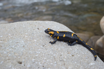 Beautiful fire salamander in the bright coloration in natural co