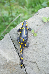 Beautiful fire salamander in the bright coloration in natural co