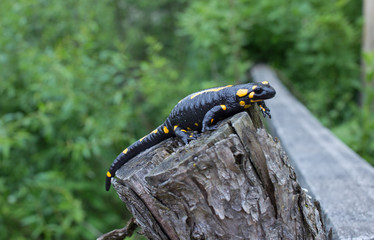 Beautiful fire salamander in the bright coloration in natural co
