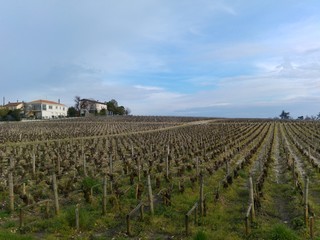 Fototapeta premium Vignes de Bordeaux