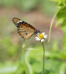 Fototapeta na wymiar Plain Tiger butterfly (Danaus chrysippus butterfly) on a flower