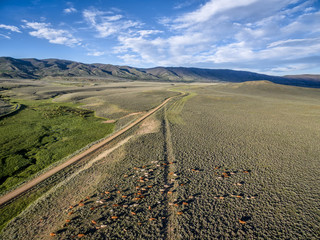 ranch road and cattle