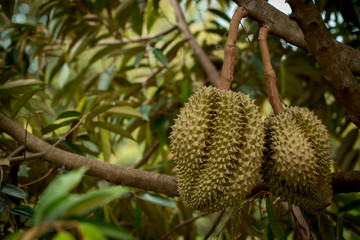 durian, green, brown,fruit, tree,Durian fruit preparations to the market. Or to consumers.