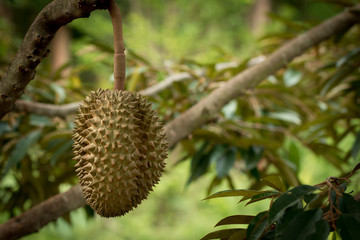 durian, green, brown,fruit, tree,Durian grown children who are ripe on the tree can be eaten.