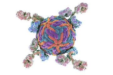 Antibodies attacking Zika virus. Immunoglobulins and virus, 3d illustration. Can be used to illustrate principles of diagnostics or antiviral immunity