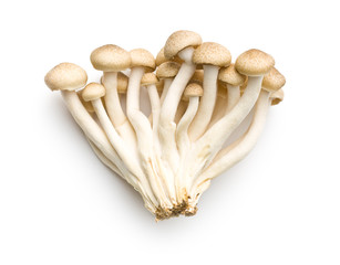 brown shimeji mushrooms