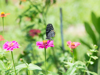 butterfly sitting on pink zinnia flower