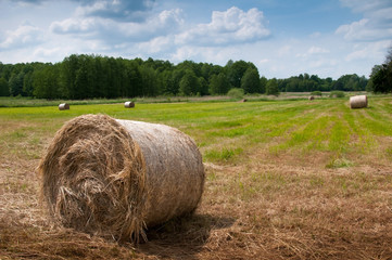 Summer meadow with golden bales and trees in the distance