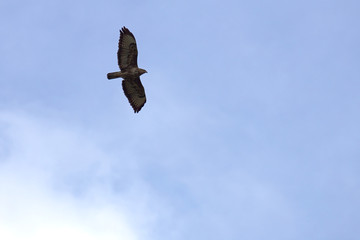 Common buzzard (Buteo buteo) in flight on blue sky