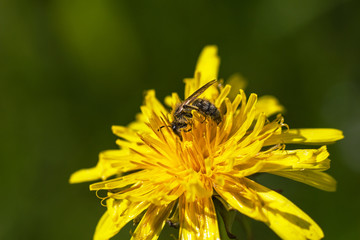 Bee on flower