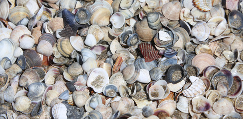 shells on the shore beach in the sea © ChiccoDodiFC