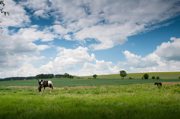 Horse grazing on a pasture