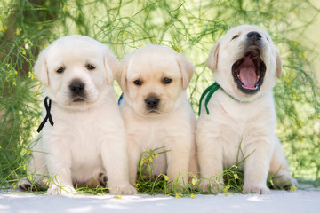 three labrador puppies outdoors