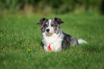 border collie dog lying down on a field