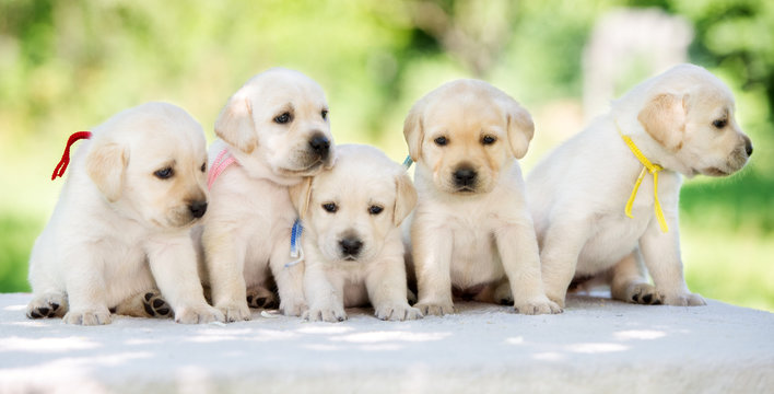 Group Of Yellow Labrador Retriever Puppies Outdoors