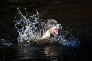 border collie dog having fun in the water