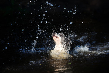 funny dog in the water