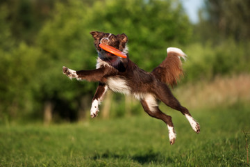 border collie dog catching frisbee - obrazy, fototapety, plakaty