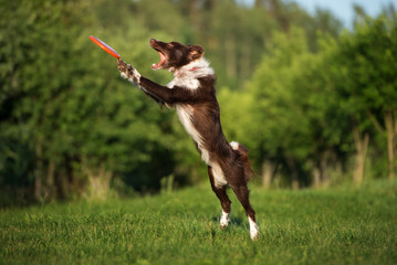 border collie dog catching a flying disk in a jump