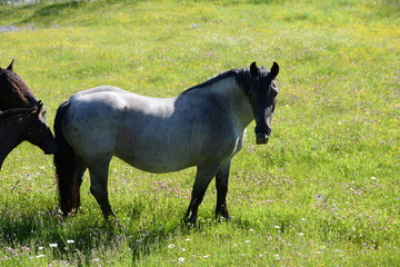 Leitstute, graue Norikerstute mit Fohlen auf der Weide