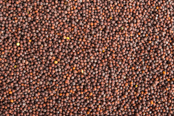 Braune Senfkörner Hintergrund