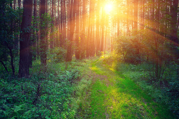 Pine forest in the morning at sunrise