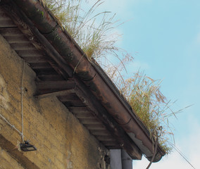 Factory gutter and grass growing in it © Bascar