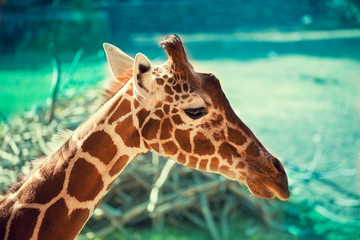 Obraz premium Portrait of a giraffe against green natural background