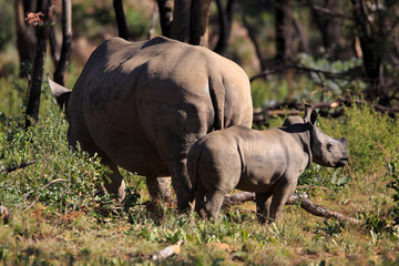 Obraz premium Breitmaulnashorn