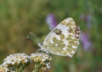 close up of Pontia edusa butterfly on wild flower