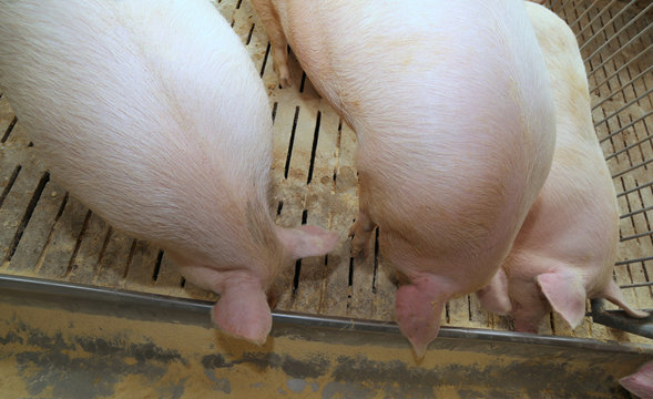 fat pigs and sows eat in livestock of the farm