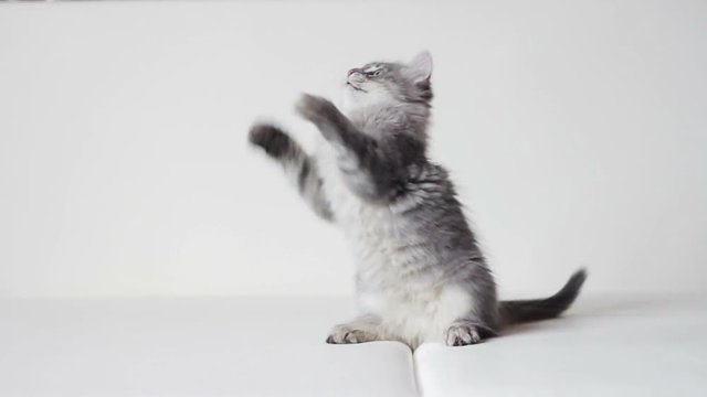 Little furry kitten playing with paper butterfly (slow motion) [1]