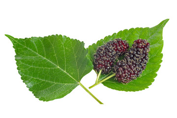 Fresh organic mulberries with its green leaves isolated on white