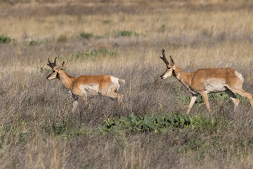 Pronghorn Antelope Bucks