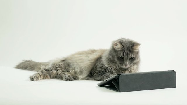 Chewie the cat watching at the tablet screen (1)