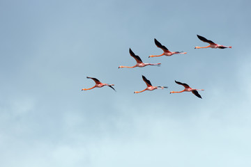 Obraz premium Flight of flamingos in a V-shaped formation. Wingtips are blurred due to fast movement.
