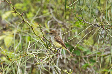 Galapagos flycatcher looking around on a branch with thorns. Selective focus on the bird, surroundings are out of focus.