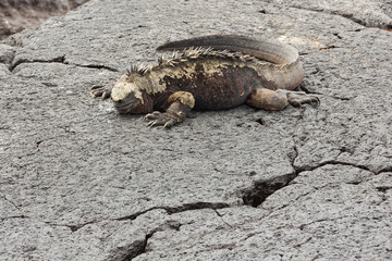 Resting marine iguana, sowing its claws and dorsal spines. Selective focus on the head of the animal.