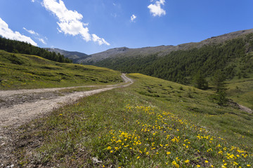 Alpine road