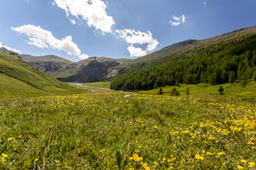 summer alpine landscape