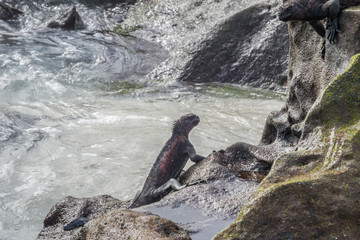 Two marine iguanas looking at each other. Selective focus on the animals, background is out of focus.
