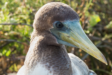 Closeup of the head of a brown booby. Selective focus of the head, more distant parts have soft focus and background is out of focus