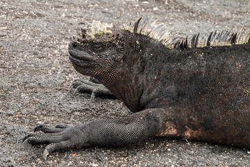 Profile of a marine iguana. Selective focus on the animal, foreground and background are out of focus.