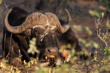 Büffel Portrait
