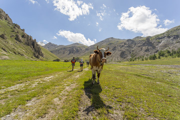 Fototapeta na wymiar Alpine cow in a valley