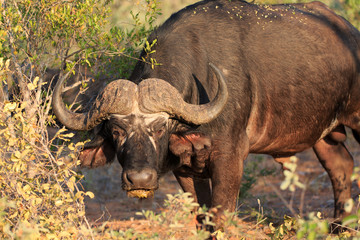 Obraz premium Büffel Portrait