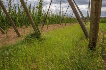 Side view of a hop yard